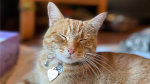 Lost Pet: SIMBA