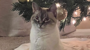 Lost Pet: Ygritte
