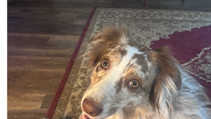 Lost Pet: Trinity