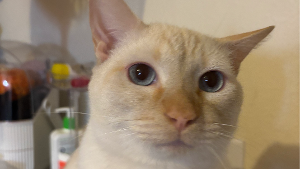 Lost Pet: Jax
