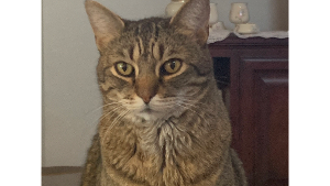Lost Pet: Kuzco