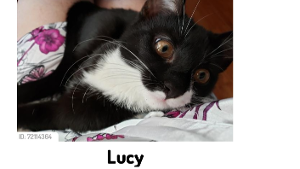 Lost Pet: Lucy