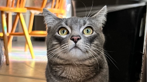 Lost Pet: Eepy