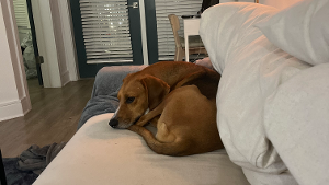 Lost Pet: Dash
