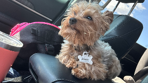 Lost Pet: Bozzy