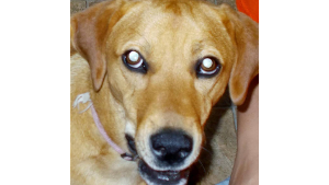 Lost Pet: Piper