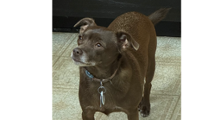 Lost Pet: Marlow