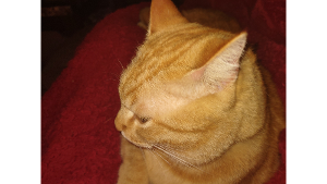 Lost Pet: Toby