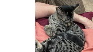 Lost Pet: Rocky