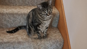 Lost Pet: Leo