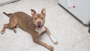 Lost Pet: Duffy