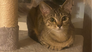 Lost Pet: toot