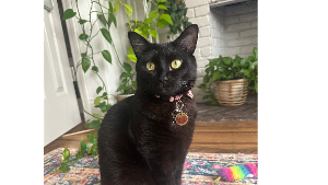 Lost Pet: Wednesday