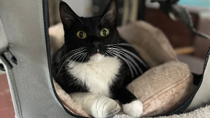 Lost Pet: Sullivan