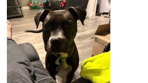 Lost Pet: Adra
