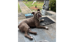 Lost Pet: Kilo