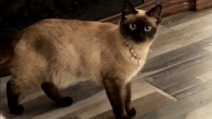 Lost Pet: Nala