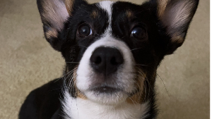 Lost Pet: Cash