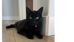 Lost Pet: Mooni