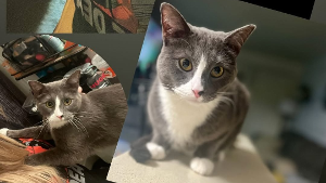 Lost Pet: Flash