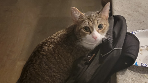 Lost Pet: Gattina