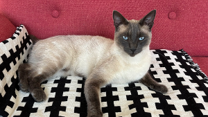 Lost Pet: Snowball