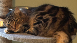 Lost Pet: KitKat