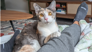 Lost Pet: Noodle