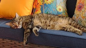 Lost Pet: Merlot