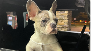 Lost Pet: Marni