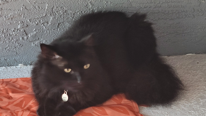 Lost Pet: Jinx