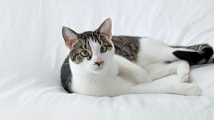 Lost Pet: Baby K. Meadows