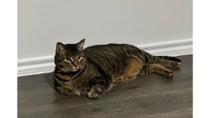Lost Pet: Spike
