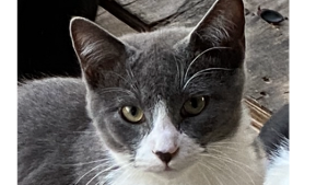 Lost Pet: Pete