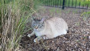Lost Pet: Bleu