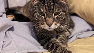 Lost Pet: Flo