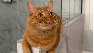 Lost Pet: Cheeto