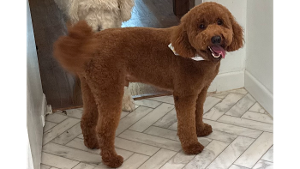 Lost Pet: Alfie