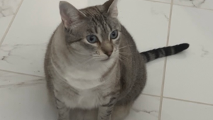 Lost Pet: Boo