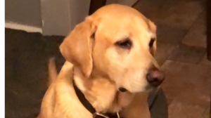 Lost Pet: Ella