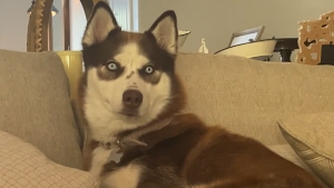 Lost Pet: Mia