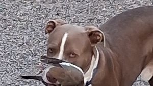 Lost Pet: Rebel