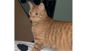 Lost Pet: Chunk