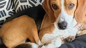 Lost Pet: Cooper