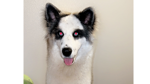 Lost Pet: Freya
