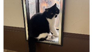 Lost Pet: Mario