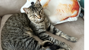 Lost Pet: Beauford