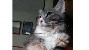 Lost Pet: Willow aka Boopie