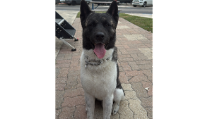 Lost Pet: Makai Kuto