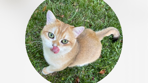 Lost Pet: Peach